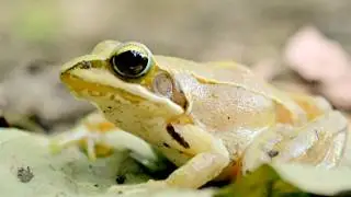 Rana dalmatina