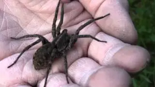 Large Wolf Spider