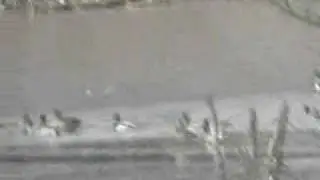duck siting