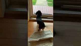 Happy Dance | Adorable Dog's Joyful Moments! 🐶💃