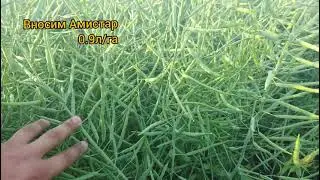 Рапс DEKALB. Отличный рапс?