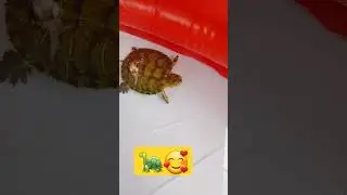 Ninja Yüzüyor 🐢 #ninjaturtles #kaplumbağa