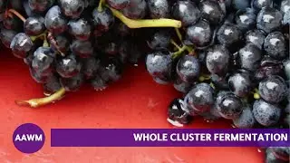 Unlocking the Secrets of Whole Cluster Fermentation: Tips from Winemaker Todd Hamina