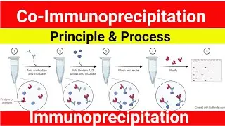 Co Immunoprecipitation | Immmunorecipitation | Co IP Assay  Principle | Procedure | Technique |