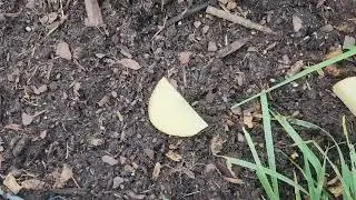 Got Tater Bugs?
