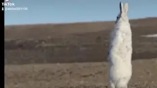охота волка на зайца