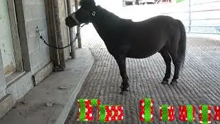 Hungry Mini Pony #Shorts