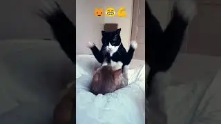 cat 🐈| Funny & Cute Animals ViralClips Compilation 😂 | AnimalsLOL Moments 