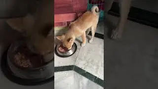 Feeding #toypombaby pedigree chicken curry #cutepuppy #lovepuppies #puppies #hungrypuppy #culturepom