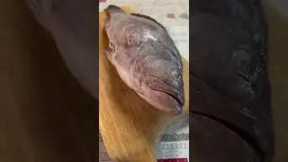 Grouper, the full video is on my channel!