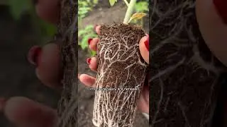 Рассада желтеет. 