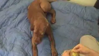 How to take medication Alma the vizsla style