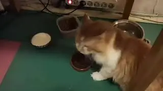 Поменял коту корм с перфект на агаву...