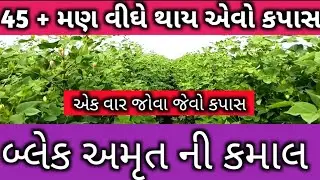 50 મણ થાય એવો કપાસ  થઈ  ગયો ll બ્લેક અમૃત  નો દર વખતે  છાંટકાવ કરેલો  છેં