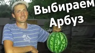 How to choose a ripe and sweet watermelon. A visual example in a watermelon field.