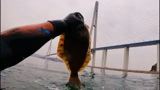 Во Владивостоке ловят камбалу руками!