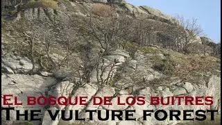 BUITRE LEONADO🌳Dormidero en el bosque🌳