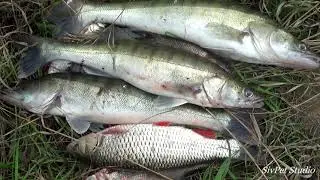 Осенний жор Судака на реке Дон . 24 сентября .