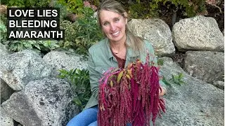 Fall Flower Harvest Favorite: Love Lies Bleeding ❤️