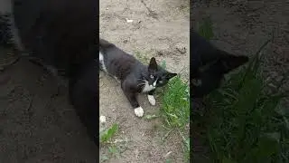 Бандит доволен