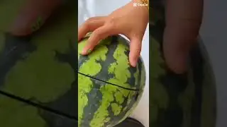 bulaga jella melon
