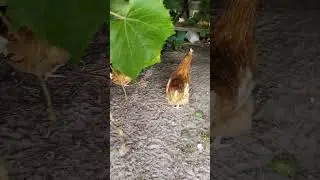 #электросамокат