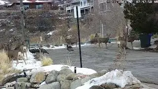 Deer and Turkeys