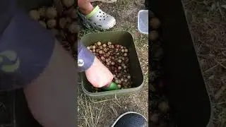 #бойлы #carpfishing #fishing #карповаяловля #carp #рыбалка #карповаярыбалка #карпфишинг #nature