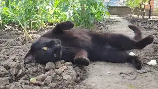 Relaxing Cat Video 246