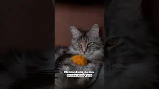 ТЫ ПСИХ, ЕСЛИ ЛЮБИШЬ КОТА! 