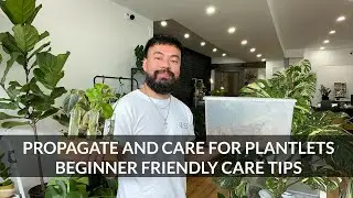 How To Propagate Houseplants & Care For Plantlets | Beginner Friendly Tips