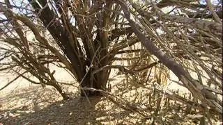 Ancient Roots, Modern Medicine - Curaçao