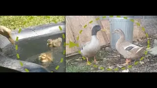 Our two garden ducklings from day 0 to day 100
