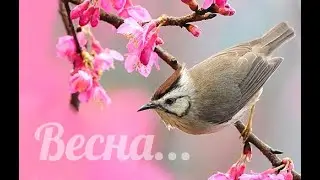 Весна. Признаки весны. Для дошкольников.