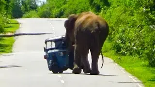 Wild Elephant Unbelievable Hug To TUK TUK