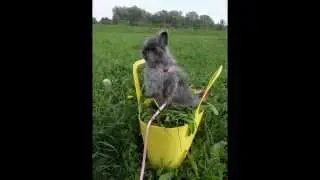 Nuriya mit Nyla und Prinzchen, meine Teddyzwergerl