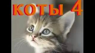 коты 4