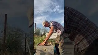 Матка продолжает сеять! 🐝🐝🐝🐝🐝🐝🐝🐝🐝🐝🐝🐝