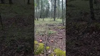 Белые грибы переростки!