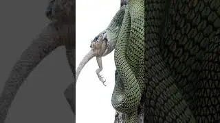 Tree Snake Eating Lazard