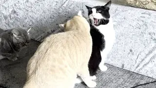 UFC: Ultimate Fighting Cats