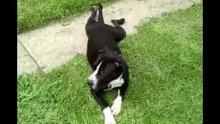 Lucy the pitbull puppy army crawl