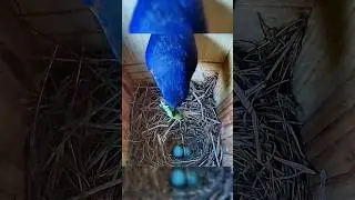 “Wait.. where’d the kid go?!” 😳😂🐥#bluebirds #babybird #fledgling #birdnest
