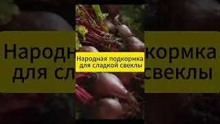 Народная подкормка для сладкой свёклы!  #дача #огород #сад #свекла