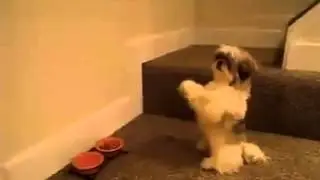 吃饭前会祈祷的狗狗，超可爱的！