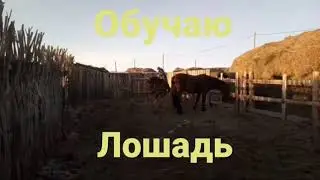 Обучаю лошадь