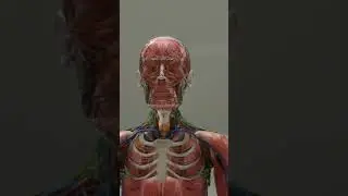 Should we call  it Body Transplant or Head Transplant?