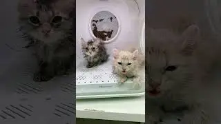 Comel #cat #cats #catlover #catvideos #catshorts