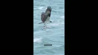 Awesome and Cute Animal Videos! #12