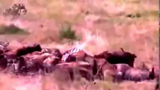 африка гиены львы